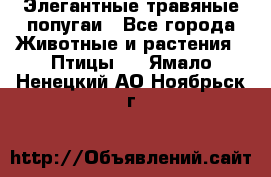 Элегантные травяные попугаи - Все города Животные и растения » Птицы   . Ямало-Ненецкий АО,Ноябрьск г.